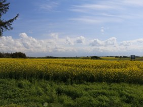 Rape seed fields