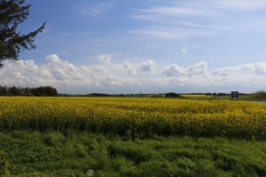 Rape seed fields