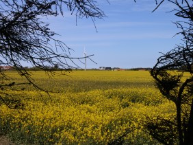 Rape seed field