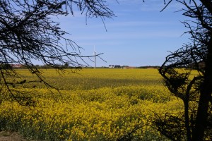 Rape seed field