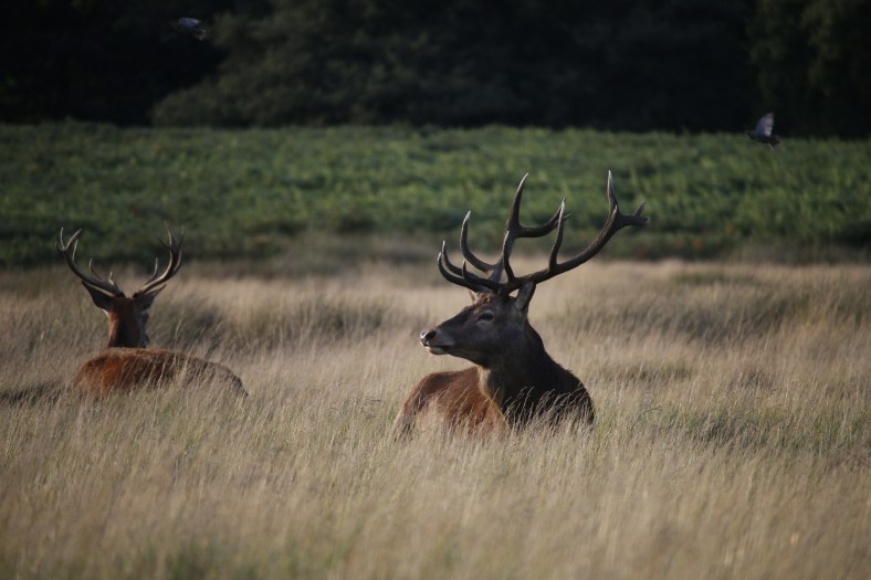 Deer relaxing in Richmond Park