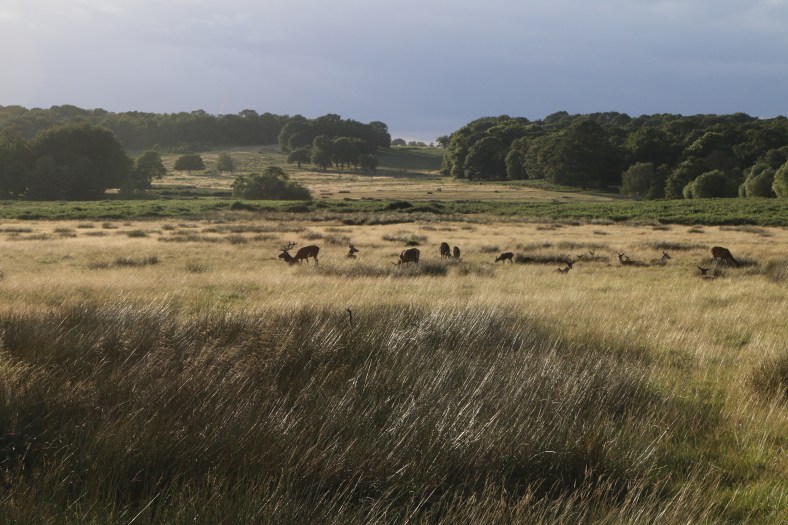 Richmond Park on a summer evening